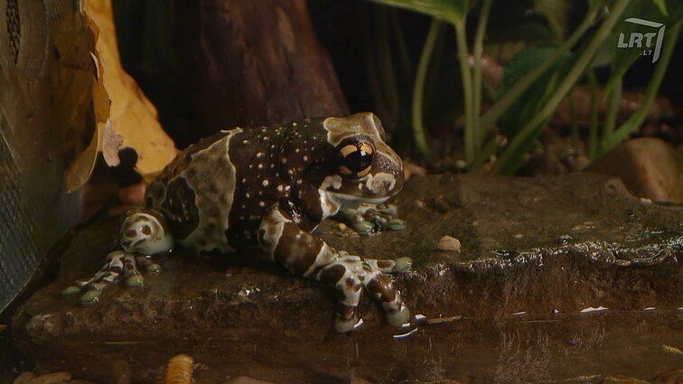 Mūsų gyvūnai. Plėšriuosius paukščius bute auginanti šeima, pieninių varlių virsmo stadijos ir savadarbis „kelmas“ akvariumui