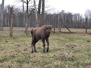 Stumbriukas