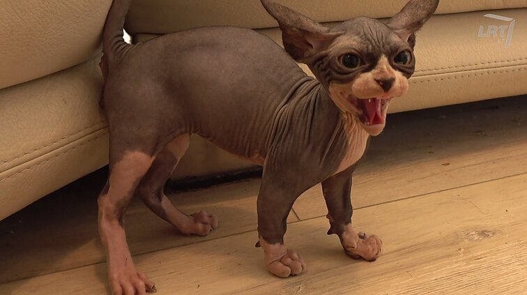 Koronavirusas: ar juo gali užkrėsti šunys, katės ir kiti naminiai gyvūnai?