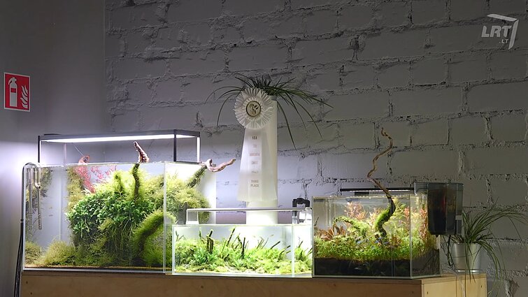 Ekspertų patarimai: kaip tinkamai įrengti akvariumą?