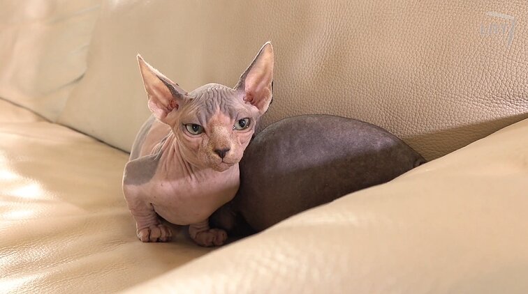 Plikos trumpakojės: su šunimis lyginamos Bambino katės, nors ir mielo būdo, patiks ne kiekvienam
