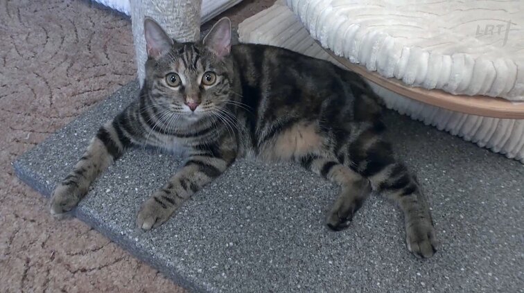 Mūsų gyvūnai. Aktuali informacija: ar katės ir šunys gali užkrėsti koronavirusu?