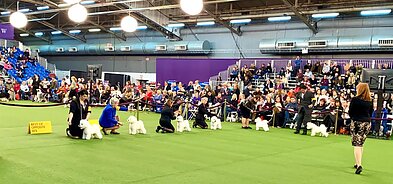 Bišonai Vestminsterio šunų parodoje