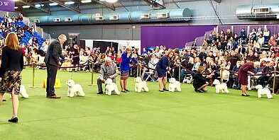 Bišonai Vestminsterio šunų parodoje