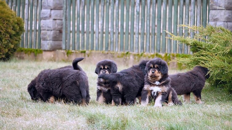 Mūsų gyvūnai. Kilmingos jūrų kiaulytės bei kaip sutarti su milžiniškais Tibeto Mastifais?