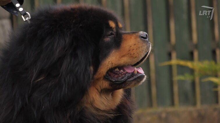 Besotės ir neįprastos akiai: kilmingųjų kastai priskiriamos plikosios jūrų kiaulytės