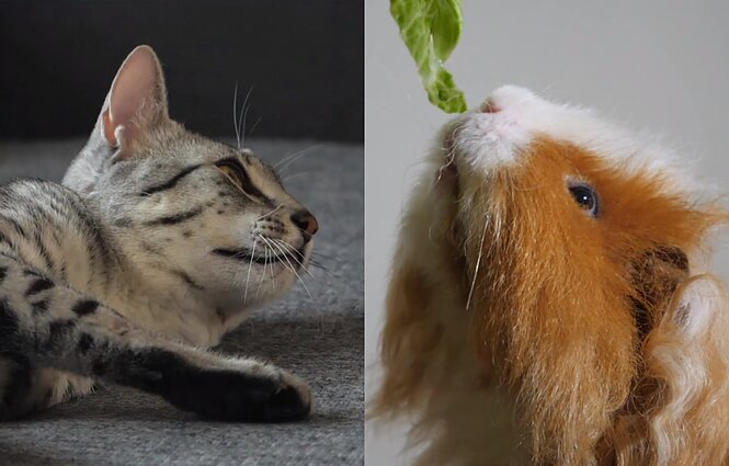 Mūsų gyvūnai. Jūrų kiaulyčių priežiūra ir Vilniuje vykusios kačių parodos nugalėtoja – reta Egipto mau veislės atstovė