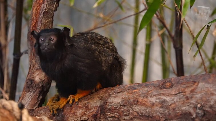 Draugiški tiek tarpusavyje, tiek ir su lankytojais – nuotaikingieji raudonrankiai tamarinai!
