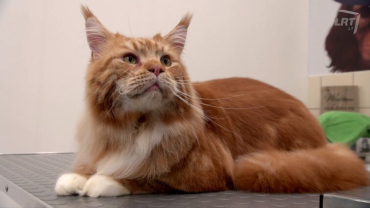 Taip malonu, kad net vanduo nebaisus: kailiuotojų Meino meškėnų grožio maudymo įpatumai