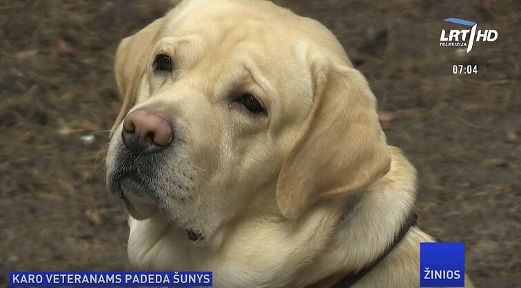 Žinios. Psichologinių traumų turintiems Ukrainos kariškiams atsistatyti padeda keturkojai
