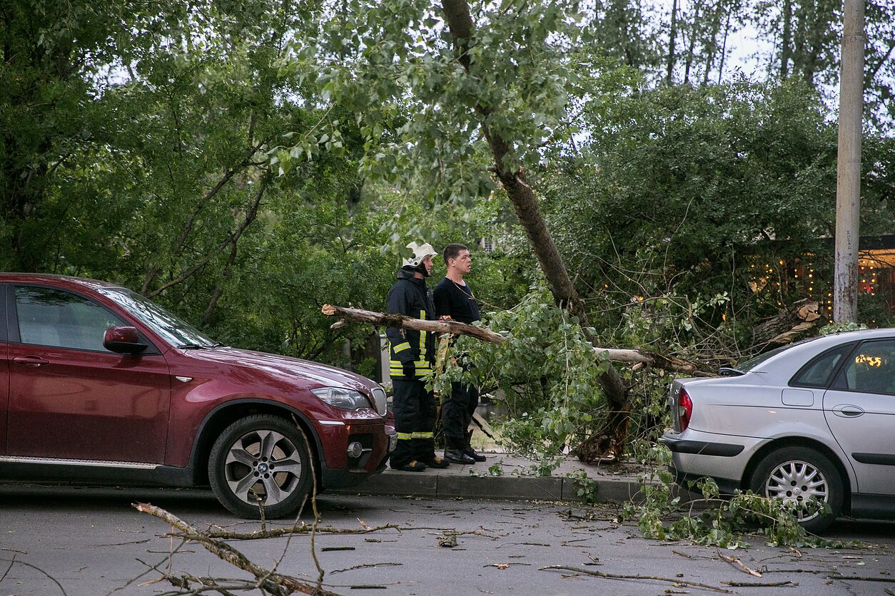 Nuvirtęs medis / Asociatyvi