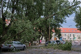 Nuvirtęs medis