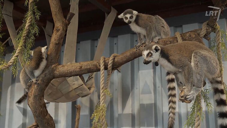 Mūsų gyvūnai. Skirtingų veislių populiarumas nepriklausomybės metais, lietuviški balandžiai ir skanėstų laukiantys Madagaskaro lemūrai