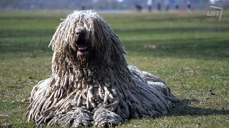 Žirklės atšiptų, o kirpėjos išsižiotų: plaukuotieji vengrų komondorai – tikri dredų karaliai