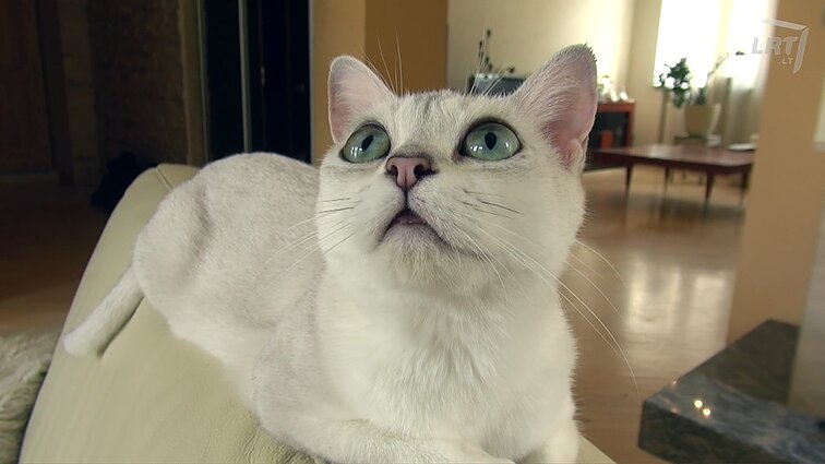 Burmilos žavi ne tik ypatingai žaliomis akimis: viena jų – muziejaus Druskininkuose sargė!