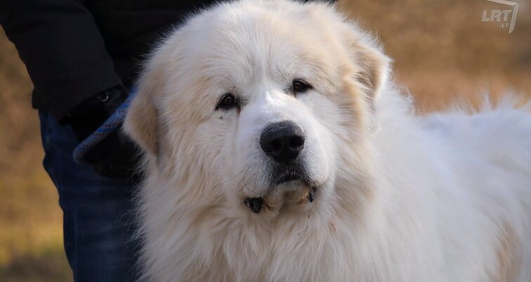 Mūsų gyvūnai. Pirėnų kalnų šunys – išveisti saugoti avių bandas ir šeimininkus kalnuose, šiandien jie globoja savo šeimą