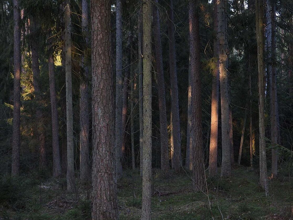Giedrius Širka, Vienakrtinė planeta/ Miškas