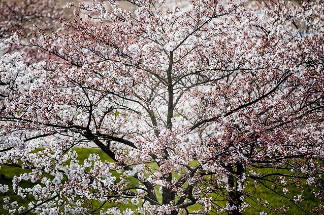Lietuvoje pražydo sakuros: dalelė Japonijos Vilniaus centre