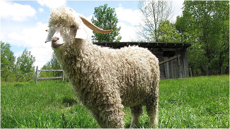 Lietuvoje apsigyvenusios pirmosios Angoros ožkos – draugiškos kaip šunys, puikiai sutaria su vaikais