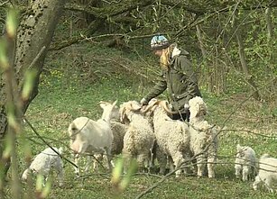 Angoros ožkų augintoja Beata Norvilė