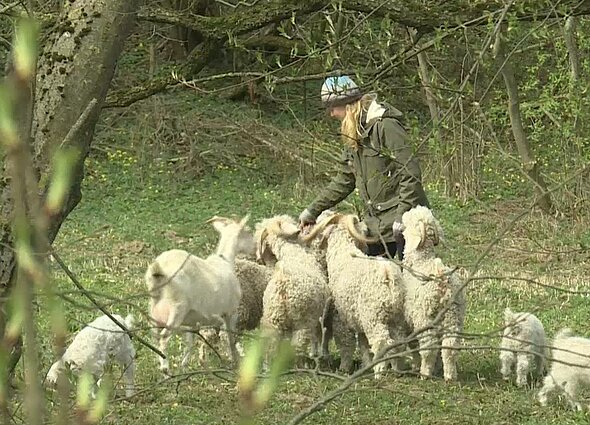 Angoros ožkų augintoja Beata Norvilė