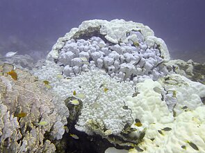 Bleached corals at Ko Racha Yai, Thailand