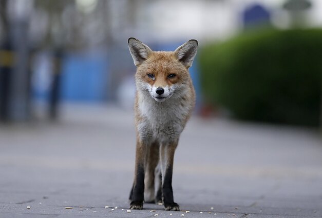A fox wanders through a residential street near West Middlesex University Hospital in London