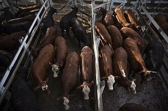 Cattle are corralled at the Mercado de Liniers, Argentina's largest livestock market, in the outskirts of Buenos Aires