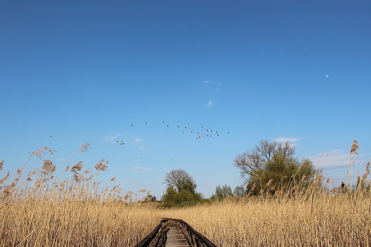 LRT nuotr., Paukščių choras 2019