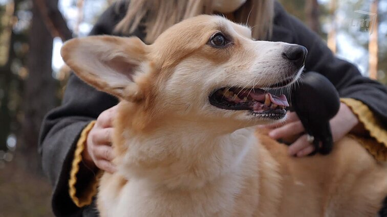(Ne)emigrantai. Pasaulį protu užkariausianti Mis Danija ir lietuvių, dėl pandemijos užstrigusių tėvynėje, istorijos
