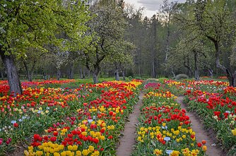 Šiaulių kraštas skęsta gėlių žieduose Šiaulių kraštas skęsta gėlių žieduose