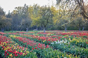 Šiaulių kraštas skęsta gėlių žieduose Šiaulių kraštas skęsta gėlių žieduose