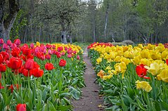 Šiaulių kraštas skęsta gėlių žieduose Šiaulių kraštas skęsta gėlių žieduose