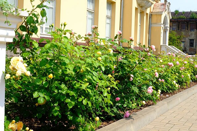Šiaulių kraštas skęsta gėlių žieduose Šiaulių kraštas skęsta gėlių žieduose