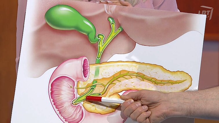 Kepenys, tulžies pūslė, kasa