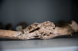 Teismo medicina/Asociatyvi nuotr.