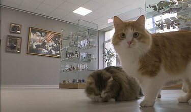 The cat museum in Šiauliai, northern Lithuania