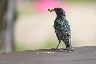 Atsinaujino Žirmūnų paplūdimys