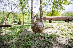 Atsinaujino Žirmūnų paplūdimys
