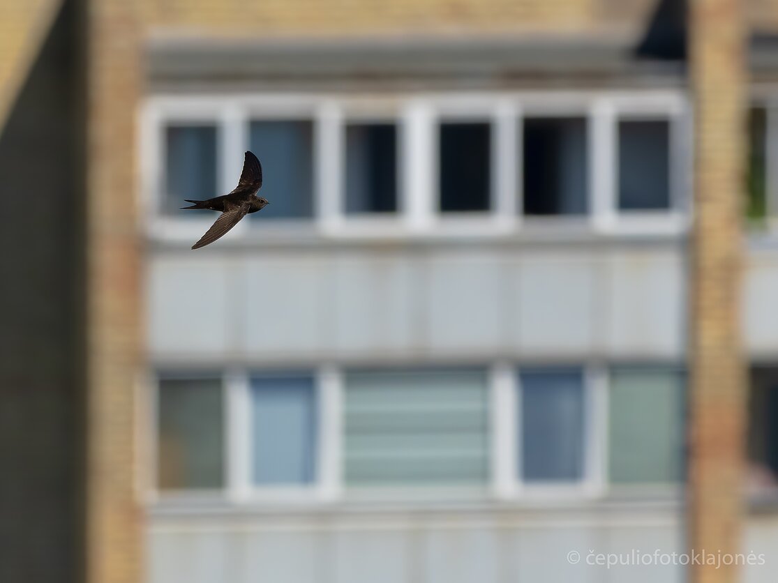 Gamtos fotografo Mariaus Čepulio nuotr., Čiurlys
