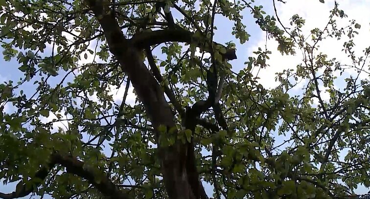 Vaismedžių priežiūra – pradėti rūpintis reikia jau dabar