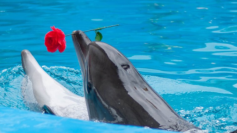 Delfinai tampa orakulais – Floridoje spėja supertaurės dalyvius