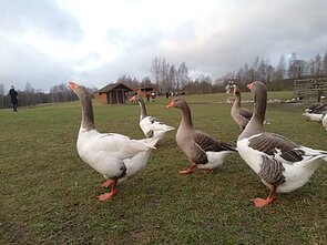Turizmas Ignalinoje, Ignalina