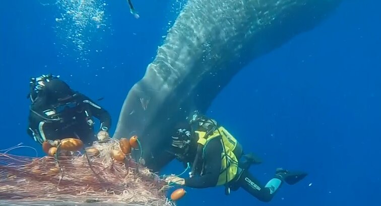 Kai gigantas bejėgis: italų pasieniečiai narsiai vadavo tinkluose silpstantį kašalotą