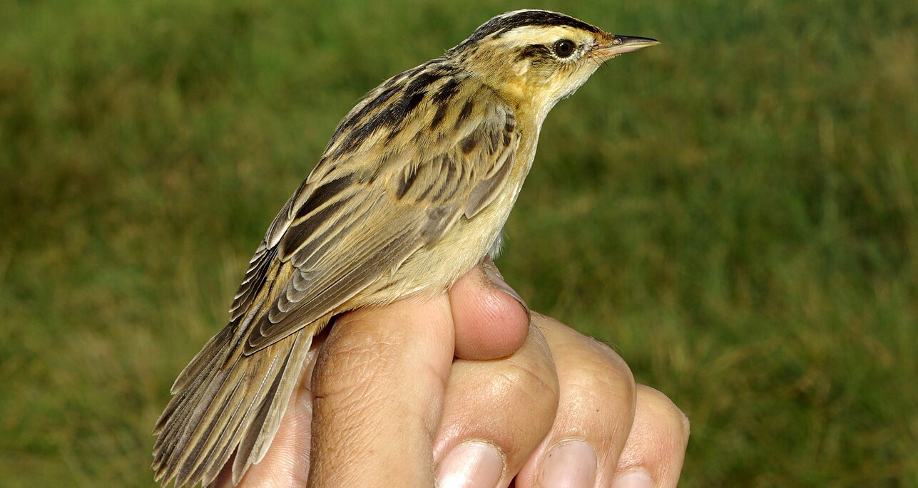 Wikimedia Commons nuotr., Nendrinė meldinukė