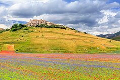 Castelluccio kaimo lęšių laukuose – gėlių jūra