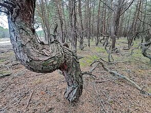 Pušų giraitė Neringoje Pušų giraitė Neringoje