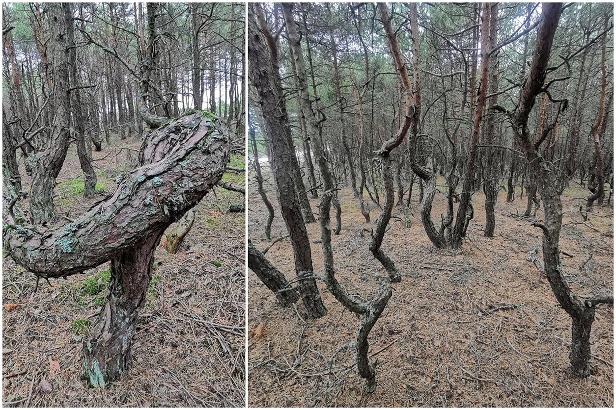 Pušų giraitė Neringoje Pušų giraitė Neringoje