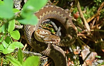 Jolitos Pretkutės fotografuojamos gyvatės