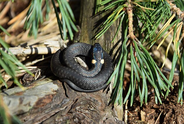 Jolitos Pretkutės fotografuojamos gyvatės